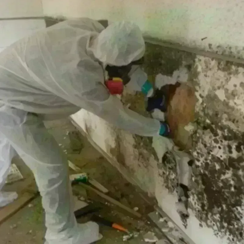 Mold Remediation and Removal in Whitehall, MI